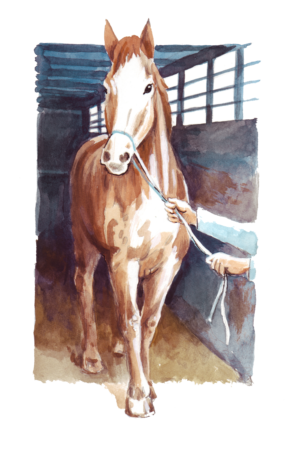 Fundacja PRO ANIMALE